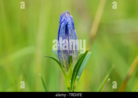 Alcon montagne bleu (Phengaris rebeli Maculinea rebeli,), d'œufs, à la montagne de fleurs bleu Alcon, Allemagne, Bavière, Oberbayern, Haute-Bavière Banque D'Images