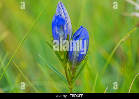 Alcon montagne bleu (Phengaris rebeli Maculinea rebeli,), d'œufs, à la montagne de fleurs bleu Alcon, Allemagne, Bavière, Oberbayern, Haute-Bavière Banque D'Images