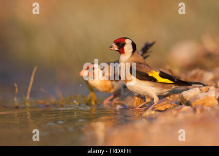 Eurasian goldfinch (Carduelis carduelis Carduelis, balcanica balcanica), boire, Croatie Banque D'Images