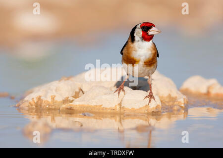 Eurasian goldfinch (Carduelis carduelis Carduelis, balcanica balcanica), au bord de l'homme adulte, Croatie Banque D'Images