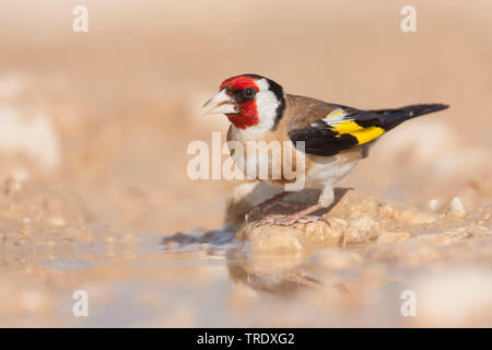 Eurasian goldfinch (Carduelis carduelis Carduelis, balcanica balcanica), boire de l'homme, Croatie Banque D'Images