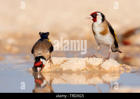 Eurasian goldfinch (Carduelis carduelis Carduelis, balcanica balcanica), de boire les hommes, Croatie Banque D'Images