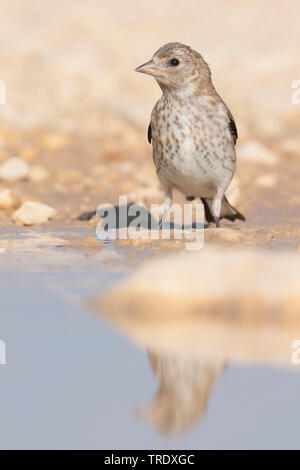 Eurasian goldfinch (Carduelis carduelis Carduelis, balcanica balcanica), juvénile par le waterside, Croatie Banque D'Images