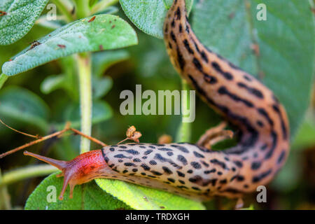 Gardenslug géant, géant européen, gardenslug grande limace grise, la limace (Limax maximus), sur la sauge, Allemagne, Bavière, Niederbayern, Basse-Bavière Banque D'Images