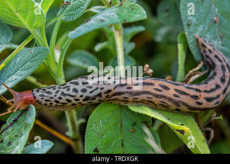 Gardenslug géant, géant européen, gardenslug grande limace grise, la limace (Limax maximus), sur la sauge, Allemagne, Bavière, Niederbayern, Basse-Bavière Banque D'Images