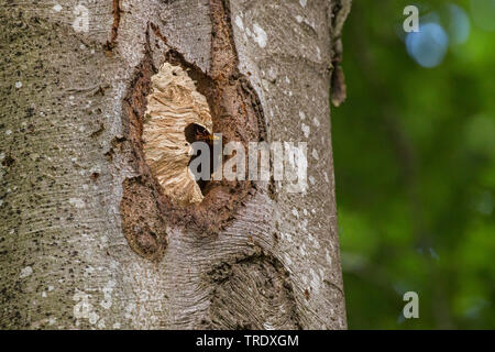 Hornet, brown, hornet hornet Européen (Vespa crabro), Sticky trou d'entrée d'une cavité de Pic Noir, Allemagne, Bavière, Niederbayern, Basse-Bavière Banque D'Images