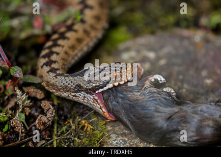 Adder, Viper, commune Politique européenne commune, Viper Viper (Vipera berus), manger une souris, portrait, Allemagne, Bavière, Oberpfalz Banque D'Images