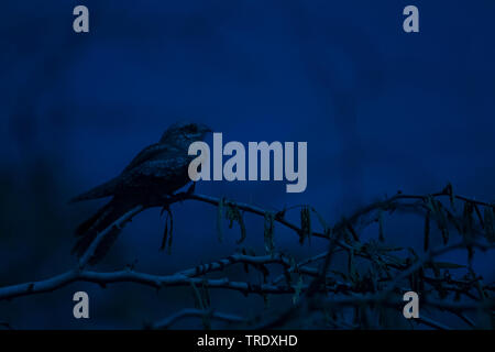 Engoulevent d'Europe (Caprimulgus europaeus), femelle adulte sur une branche dans la nuit, Oman Banque D'Images