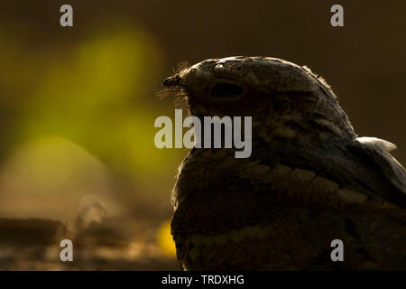 Engoulevent d'Europe (Caprimulgus europaeus), portrait dans le soir, Oman Banque D'Images