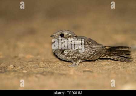 Engoulevent d'Europe (Caprimulgus europaeus), adulte de sexe féminin sur le terrain, de l'Oman Banque D'Images