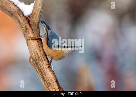 Sittelle torchepot (Sitta europaea caesia, Sitta caesia), assis sur un arbre en hiver, Allemagne Banque D'Images