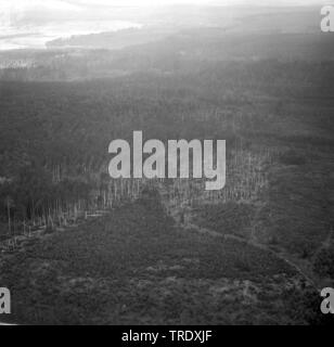 Les pertes de tempête dans une forêt à Ingolstadt, photo aérienne de l'année 1960, l'Allemagne, Bavière, Oberbayern, Haute-Bavière Banque D'Images