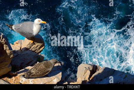 Yellow-legged Gull (Larus michahellis, Larus cachinnans michahellis), avec jeune oiseau sur un éperon rocheux au bord de l'Atlantique, l'Italie, Sardaigne, Alghero Banque D'Images