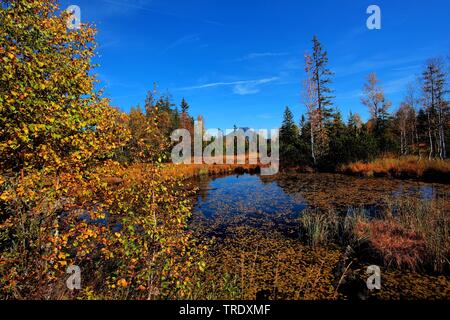 Moor upland Kematsriedmoos en automne, en Allemagne, en Bavière, Allgaeu Banque D'Images