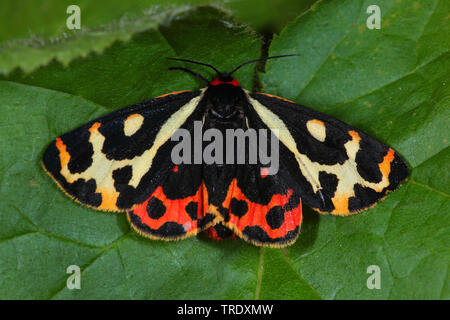 Parasemia plantaginis (Tiger Wood, Phalaena plantaginis), assis sur une feuille, Allemagne Banque D'Images