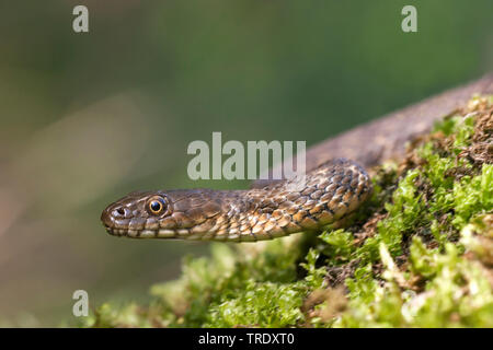 Snake (Natrix tessellata dés), portrait, Allemagne Banque D'Images