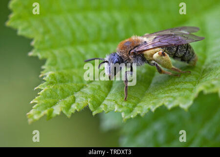 Roodgatje, début de l'exploitation minière, de l'abeille Andrena haemorrhoa Andrena haemorrhoa (), assis sur une feuille, Pays-Bas Banque D'Images