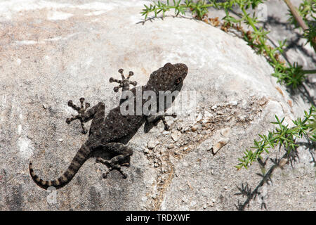 Les doigts du ventilateur (Ptyodactylus puiseuxi Gecko), assis sur un rocher, Israël Banque D'Images