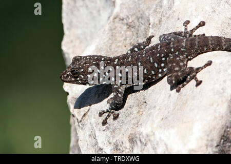 Les doigts du ventilateur (Ptyodactylus puiseuxi Gecko), assis sur un rocher, Israël Banque D'Images