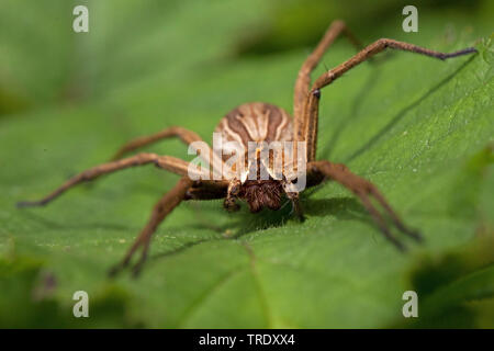 Spider web pépinière pêche fantastique, Pisaura mirabilis (araignée), sur une feuille, Pays-Bas Banque D'Images