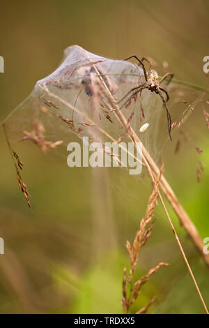 Spider web pépinière pêche fantastique, Pisaura mirabilis (araignée), sur sa pépinière web avec les mineurs, Pays-Bas Banque D'Images