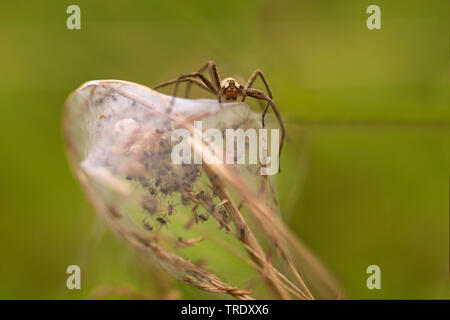 Spider web pépinière pêche fantastique, Pisaura mirabilis (araignée), sur sa pépinière web avec les mineurs, Pays-Bas Banque D'Images