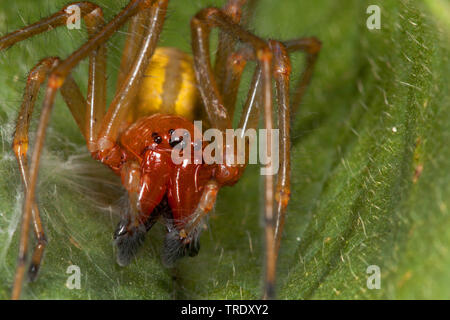 Sac européenne (araignée Cheiracanthium punctorium), assis sur une feuille, Allemagne Banque D'Images