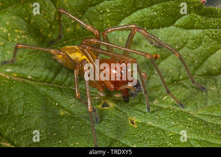 Sac européenne (araignée Cheiracanthium punctorium), assis sur une feuille, Allemagne Banque D'Images