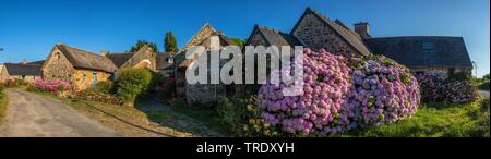 Hortensia jardin dentelle, cap hortensia (Hydrangea macrophylla), maisons en pierre naturelle typiquement breton avec la floraison des hortensias, France, Bretagne Banque D'Images