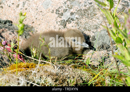 Parasitic Jaeger, Labbe parasite Labbe parasite (Stercorarius parasiticus), Poussin dans le nid, la Finlande Banque D'Images