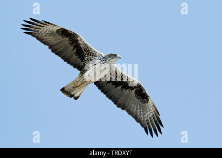 Bonellis Hieraaetus fasciatus, aigle (Aquila fasciata), mâle adulte, Oman, Dhofar Banque D'Images