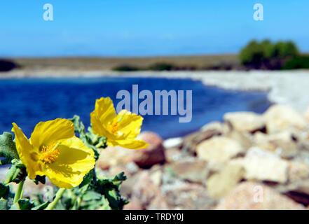 Le pavot cornu jaune, pavot cornu (Glaucium flavum), qui fleurit sur la côte méditerranéenne, l'Italie, Sardaigne, Parc National de l'Asinara, Stintino Banque D'Images