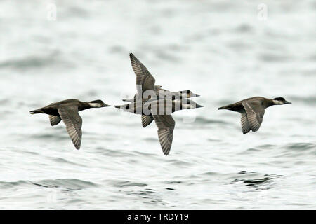 Macreuse noire (Melanitta nigra), groupe en vol au dessus de l'eau, Golfe de Botnie, Finlande, Kokkola Banque D'Images