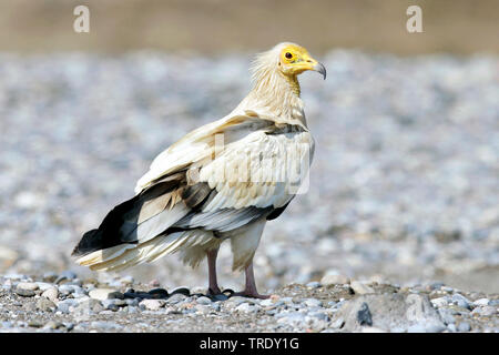 Percnoptère (Neophron percnopterus), sur le terrain, de l'Oman Banque D'Images