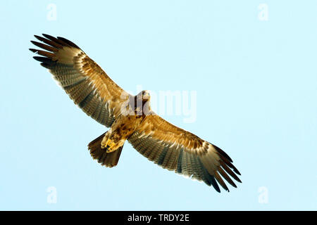 L'aigle pomarin (Aquila pomarina, Clanga pomarina), immature en vol, l'Égypte Banque D'Images