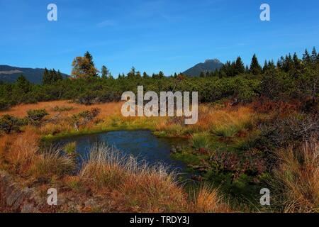 Moor upland Kematsriedmoos en automne, en Allemagne, en Bavière, Allgaeu Banque D'Images