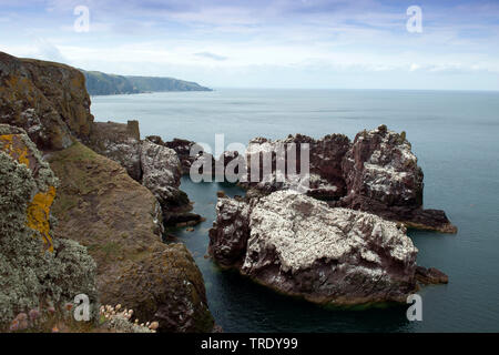 St Abb's Head, Royaume-Uni, Ecosse Banque D'Images