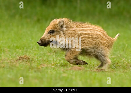 Le sanglier, le porc, le sanglier (Sus scrofa), marcassin, Pays-Bas Banque D'Images