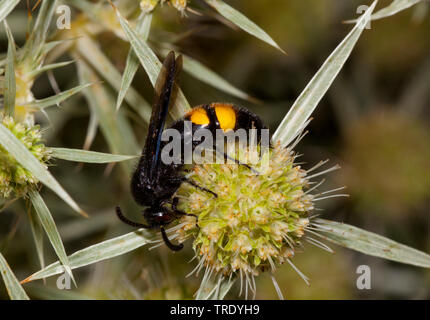 Scoliid wasp (Scolia hirta, Scolia hirta hirta), siitin eryngo sur le terrain, l'Autriche, Burgenland, le parc national de Neusiedler See Banque D'Images