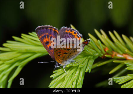 (Lycaena helle violet), sur une branche, Allemagne Banque D'Images