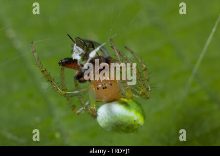 Araignée courge, citrouille (Araniella cucurbitina araignée Araneus, cucurbitinus), avec les proies dans le web, Allemagne Banque D'Images