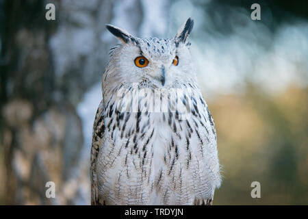 Aigle de Sibérie occidentale-owl (Bubo Bubo bubo sibiricus sibiricus), front view Banque D'Images