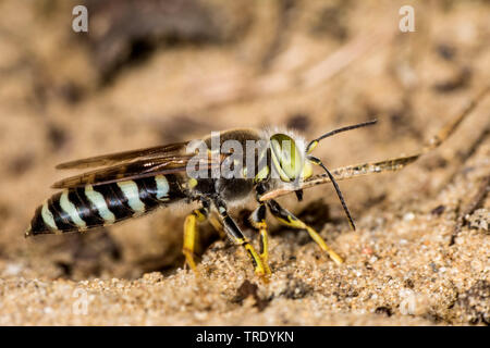 Rostrées guêpe Bembix rostrata bembix (, Epibembix rostrata), sur le terrain sur le sable, l'Allemagne, la Bavière Banque D'Images