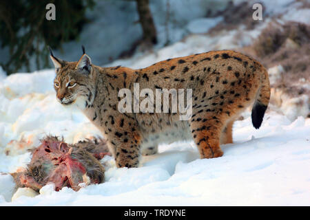 Le lynx (Lynx lynx lynx), avec les proies dans la neige, Allemagne Banque D'Images