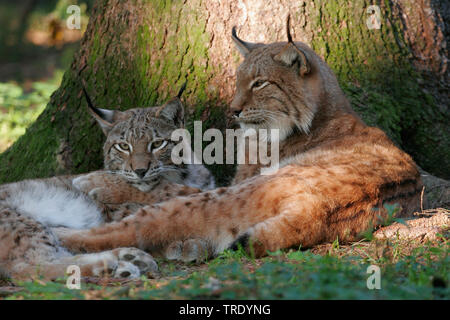 Le lynx (Lynx lynx lynx), deux lynx couché dans une forêt, Allemagne Banque D'Images