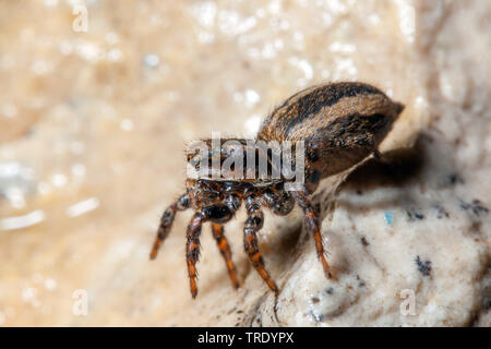 Araignée sauteuse à rayures (Phlegra fasciata), Femme, Allemagne Banque D'Images