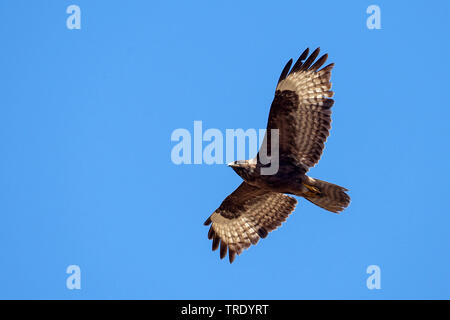 Steppe buzzard (Buteo buteo vulpinus), dark morph, juvénile, d'Israël, Eilat Banque D'Images