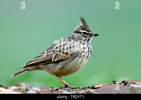 Thekla lark (Galerida malabarica Galerida theklae,), assis sur le sol, Andalousie, Espagne Banque D'Images