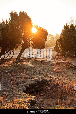 Genévrier commun, Juniperus communis (Genévrier), Westrup Heath au lever du soleil en automne, l'Allemagne, en Rhénanie du Nord-Westphalie, Ruhr, Haltern Banque D'Images