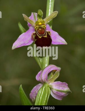L'orchidée abeille (Ophrys apifera), fleurs, Pays-Bas Banque D'Images